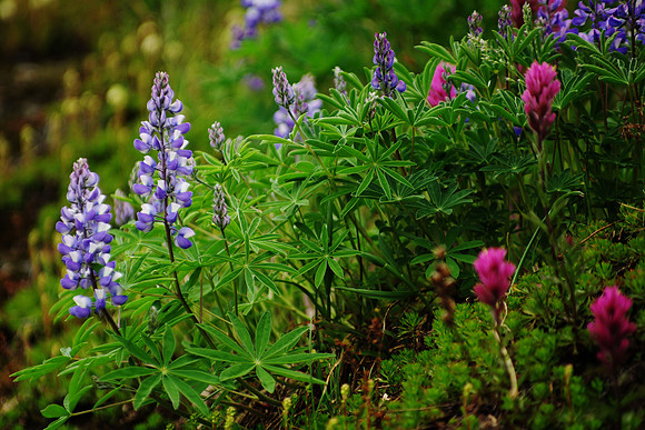 Lupine and Magenta Paintbrush Hurricane Ridge, WA 2008