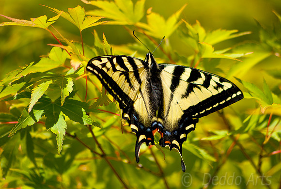 Swallowtail 02