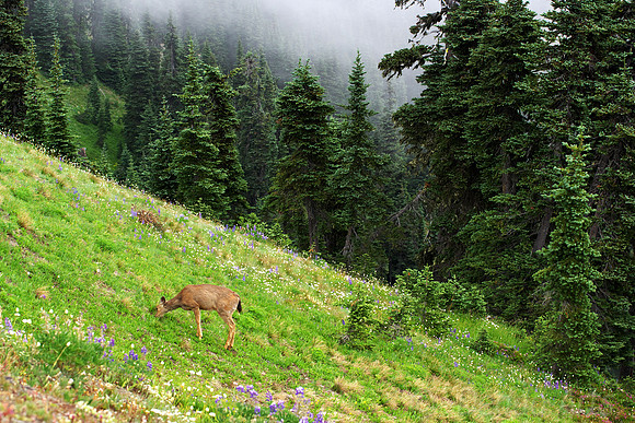 Deer 2 Hurricane Ridge, WA 2008
