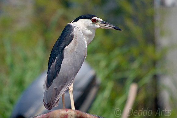 Black-crowned Night Heron 01