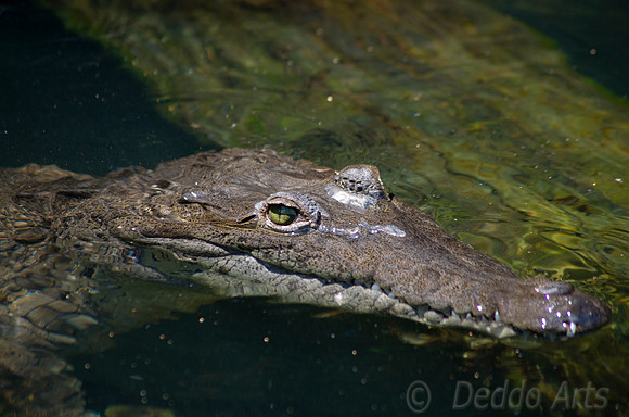 Crocodile 01