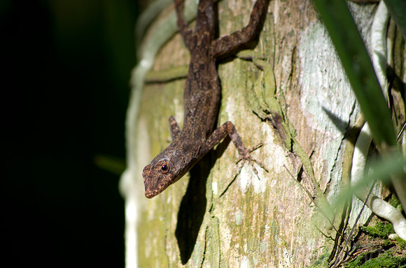Anole Lizard 10