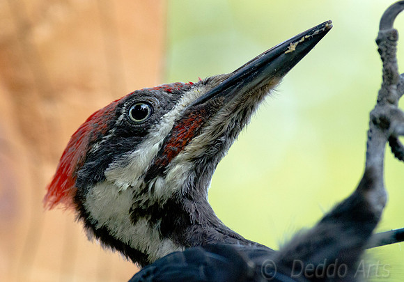 Pileated 21
