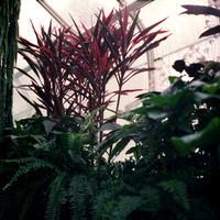 Conservatory Greens and Reds 03