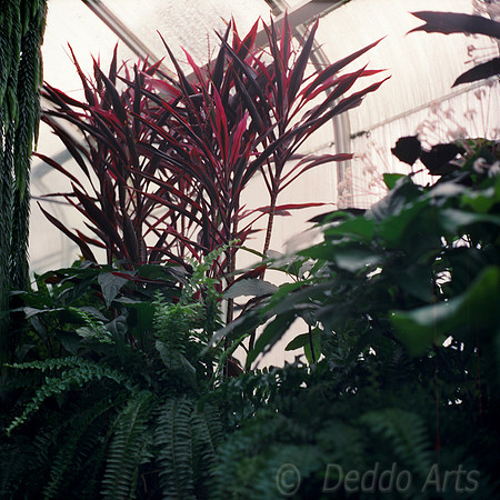 Conservatory Greens and Reds 03