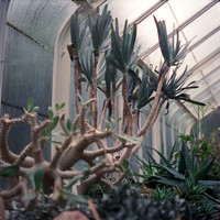Succulent Excitement