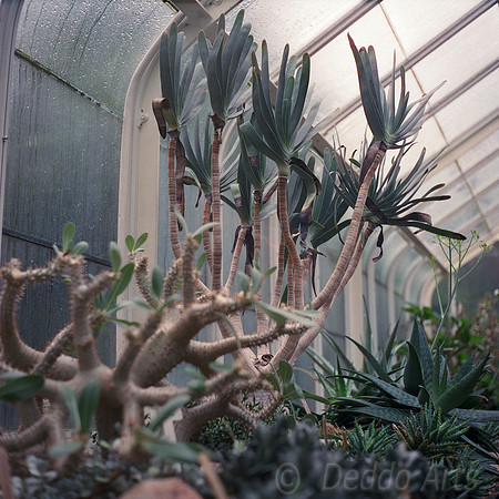 Succulent Excitement