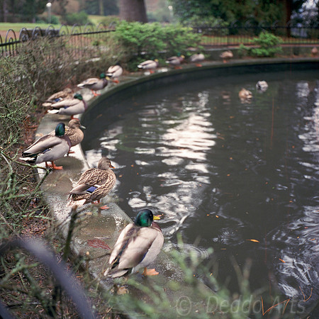 All the ducks in a row