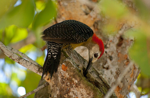 Jamaican Woodpecker 03