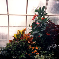 Conservatory Greens and Reds 02