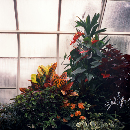 Conservatory Greens and Reds 02