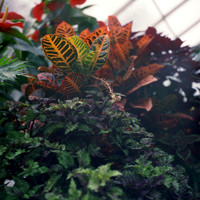 Conservatory Greens and Reds 01