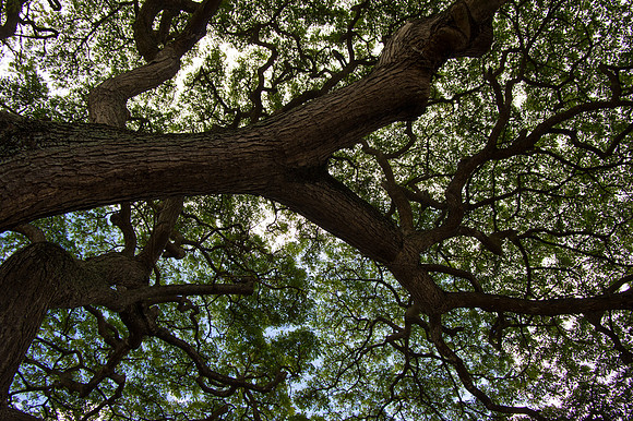 Monkeypod Tree 2