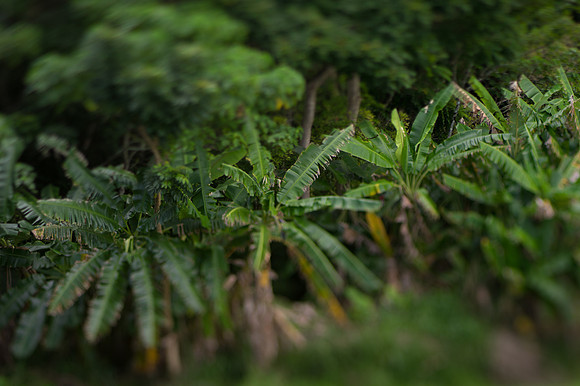 Wailua Homesteads Park