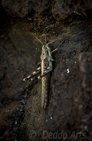 Grasshopper