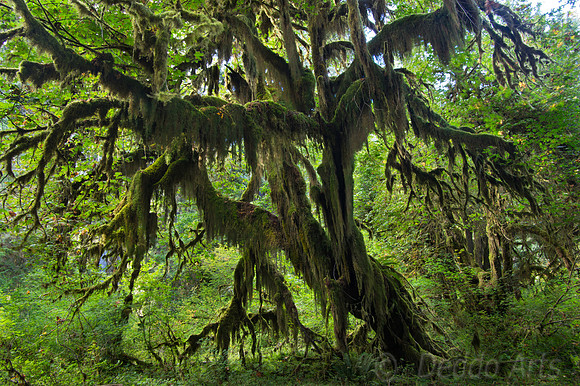 Hall of Mosses 1