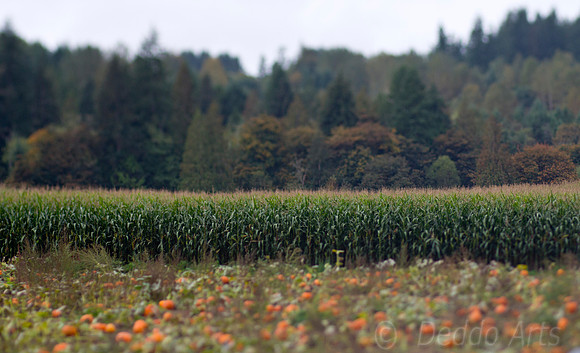 Pumpkin Farm