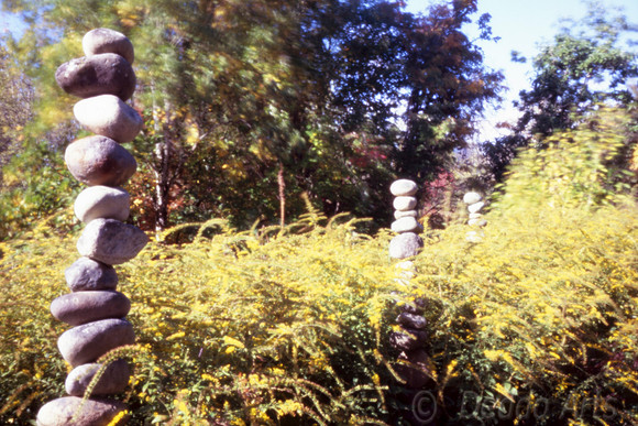 Static Stones Turbulent Trees