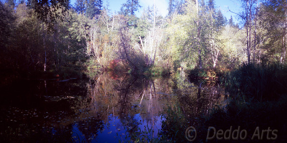 Bird Marsh