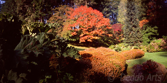 Fall Color