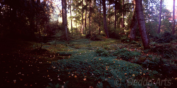 Dappled Forest Floor