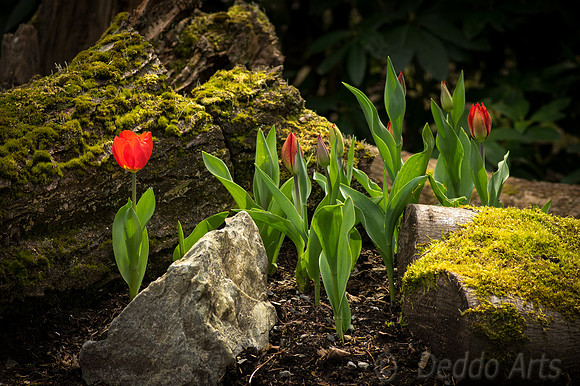 Tulips and Log