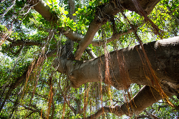 Lahaina Banyan Tree 02