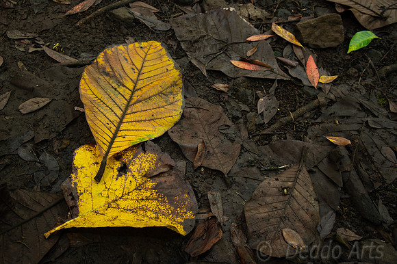 Ke'anae Arboretum Trail