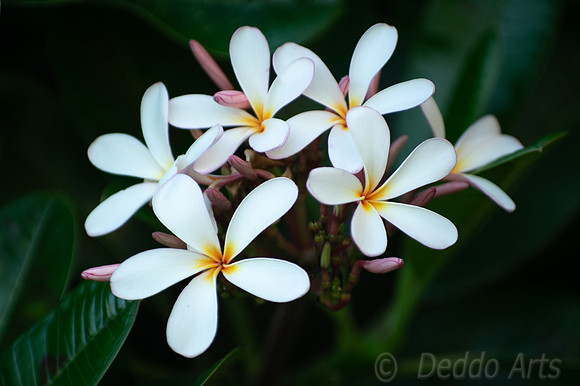 Plumeria