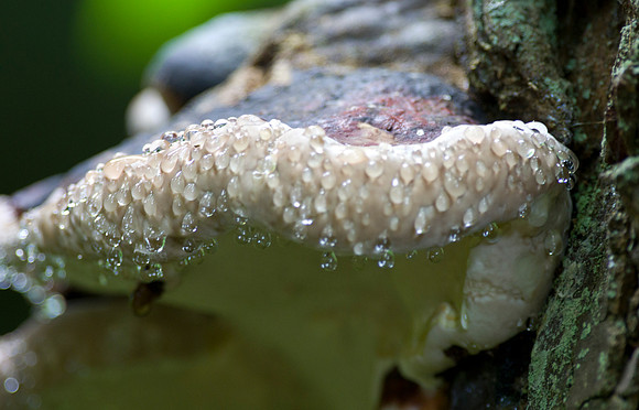 Fungi Condensation 01
