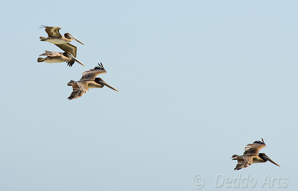Brown Pelicans 04