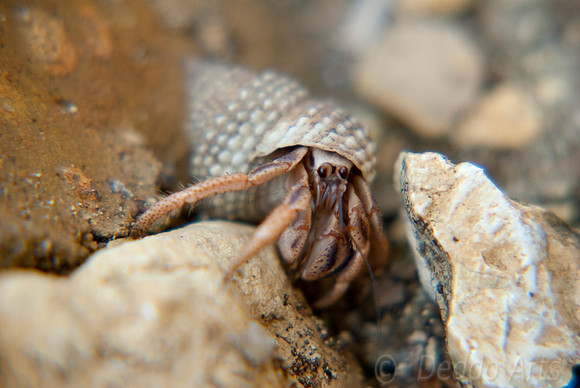 Hermit Crab 21