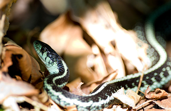 Garter Snake 02
