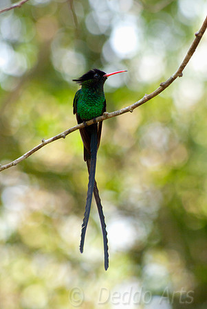 Red-billed Streamertail 06