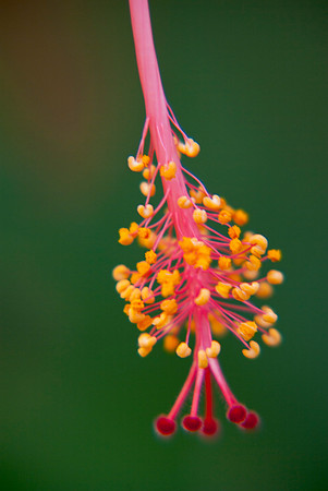 Hibiscus Detail 02