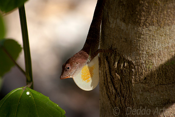 Anole Lizard 1
