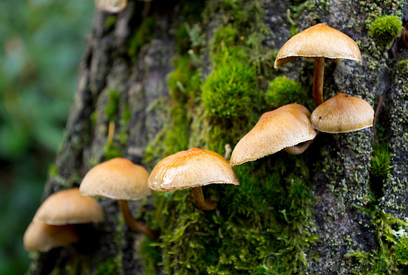 Fairy Steps 03