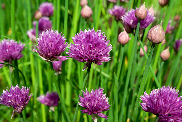 Chives