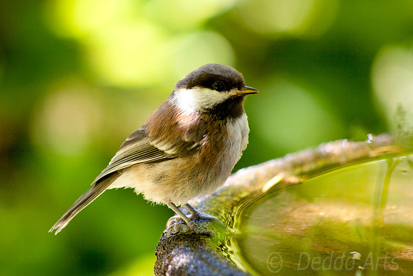 Chestnut-backed Chickadee 01