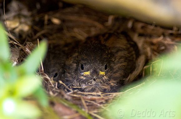 Junco Nest 02