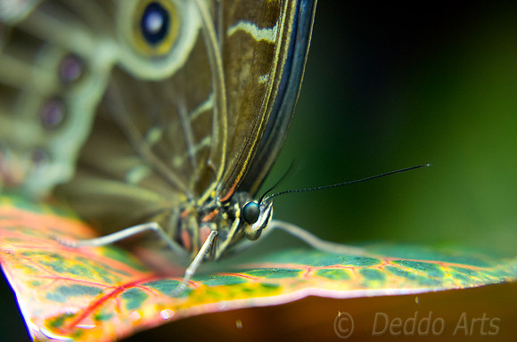 Common Blue Morpho 05