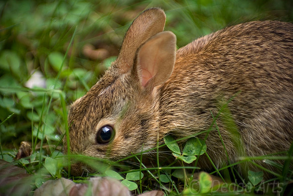 Baby Bunny 01